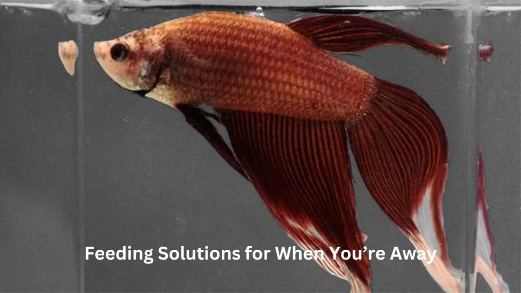 how long can betta fish go without food Feeding Solutions for When You’re Away