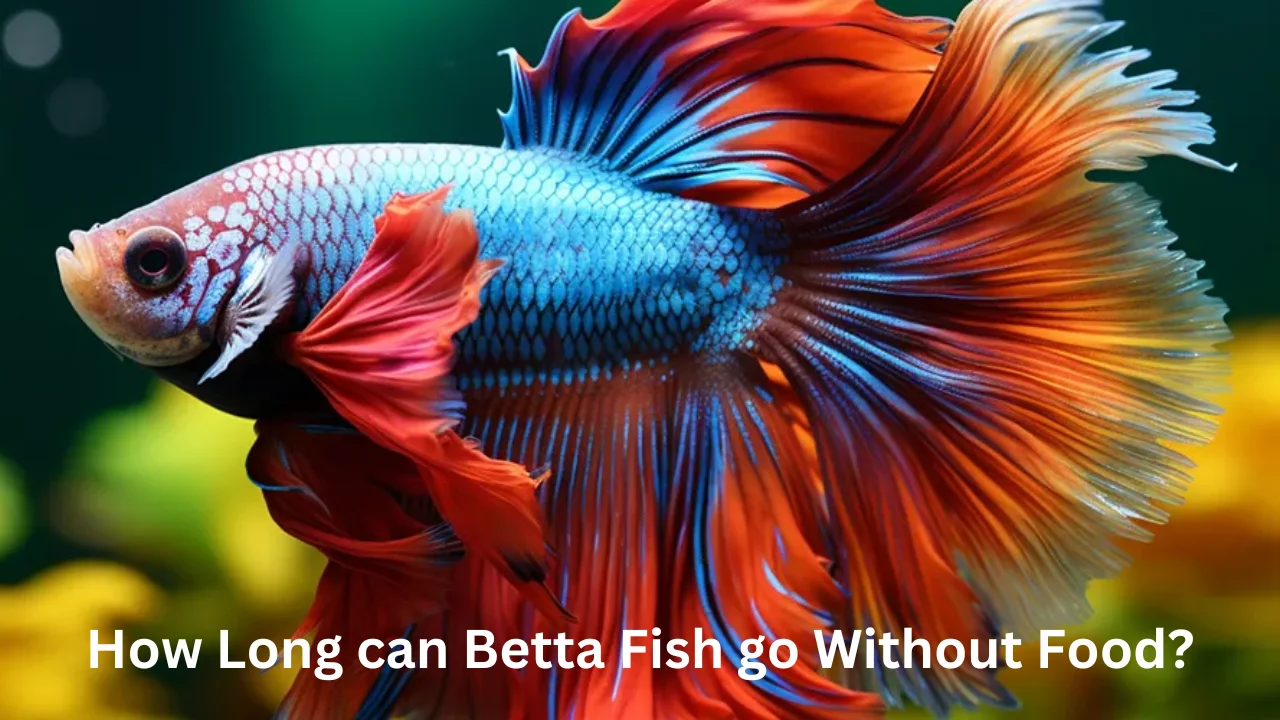 how long can betta fish go without food