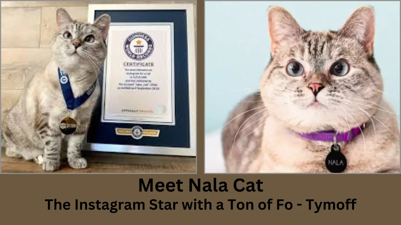 meet nala cat the instagram star with a ton of fo - tymoff